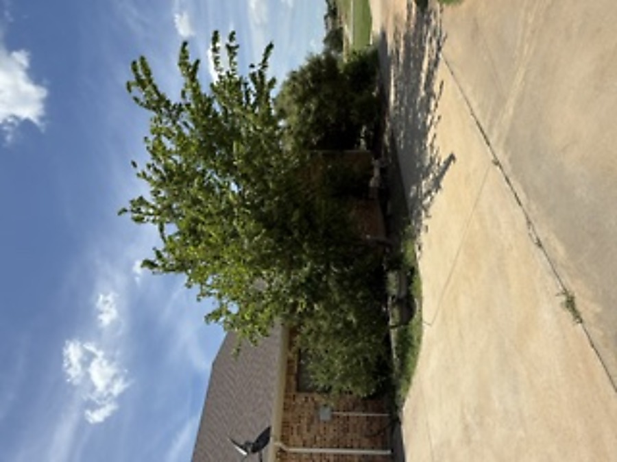 Landscaping before - overgrown area