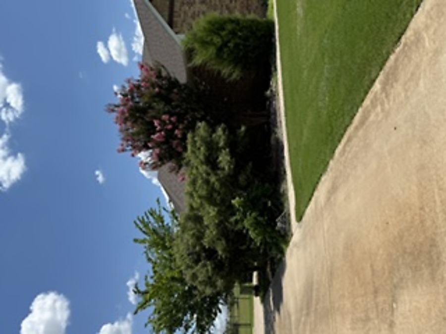 Landscaping before - established lawn area