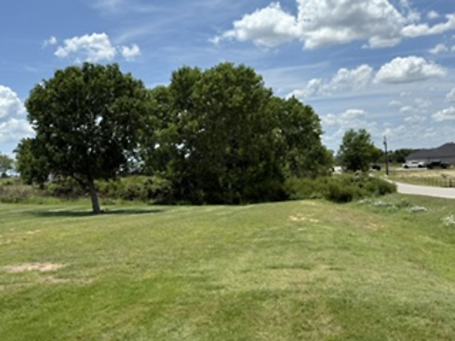 Landscaping before - lawn and tree area