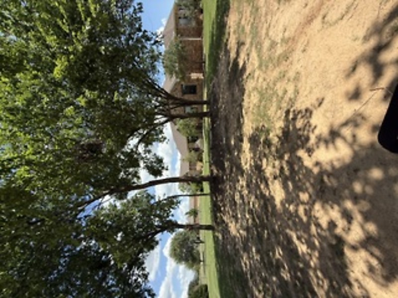 Landscaping before - bare ground under trees